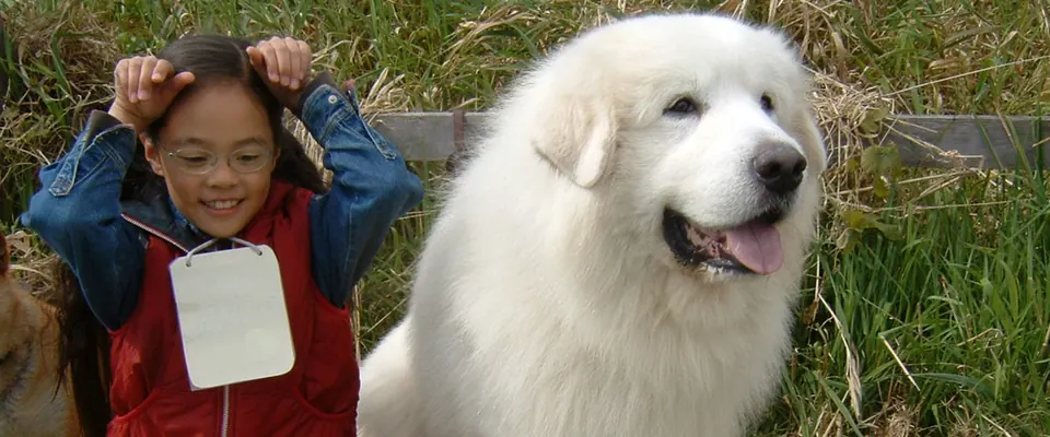 草原で笑う女の子と、大きな白い犬